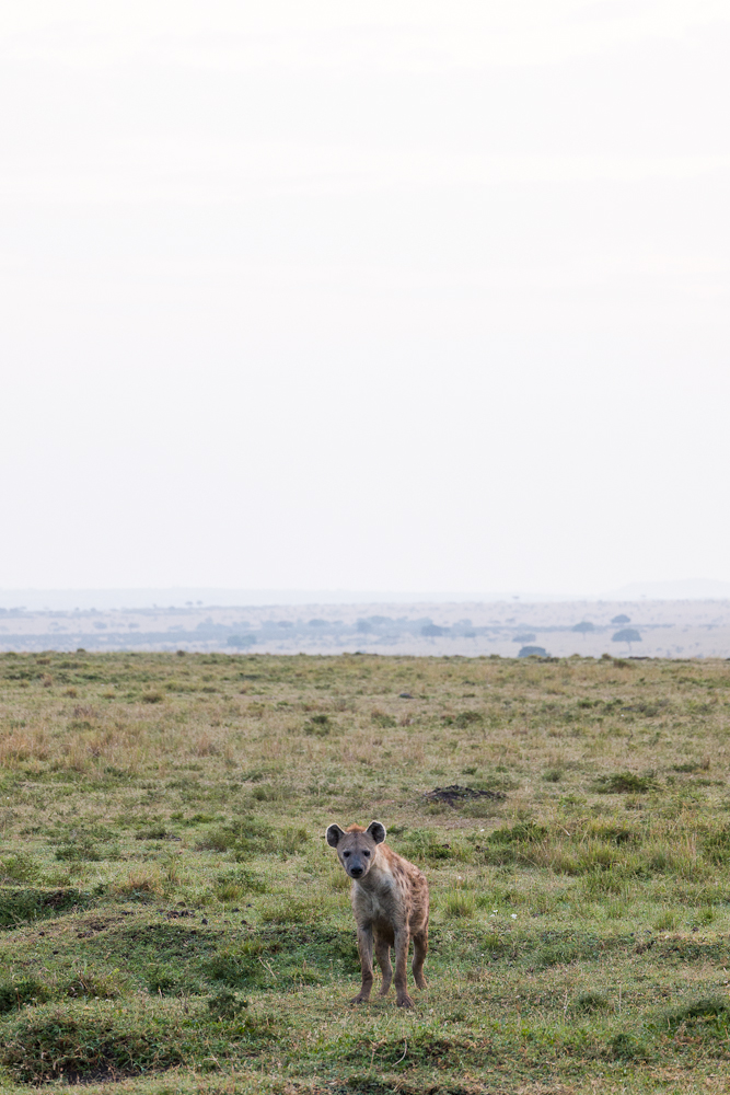 mara